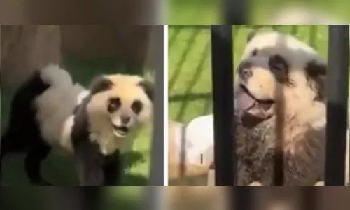 Zoológico da China pinta cães para parecem pandas e atrair público