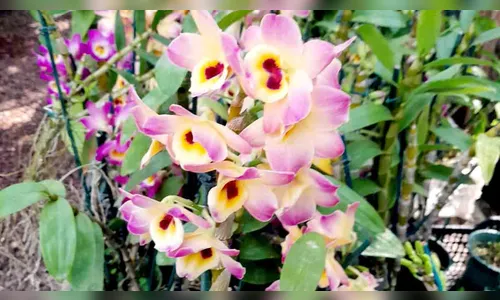 Jardim Alegre promove Exposição e Venda de Orquídeas nos dias 7 e 8