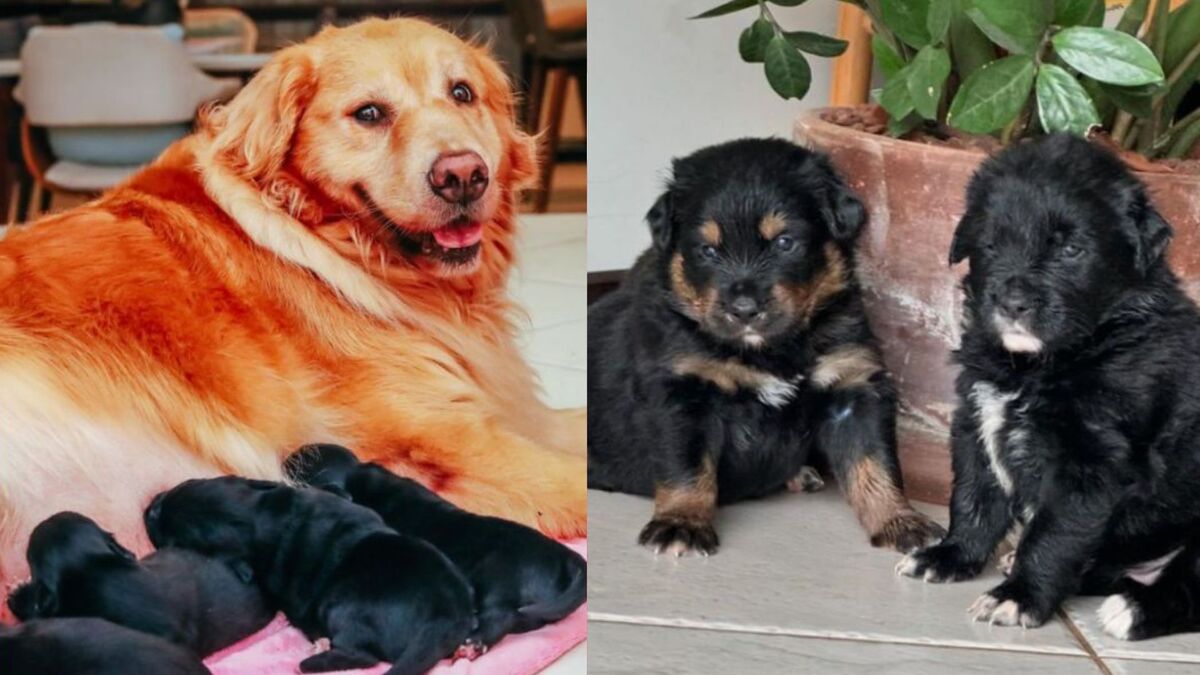 Shih Tzu engravida Golden Retriever em hotel para pets "Ousadia"