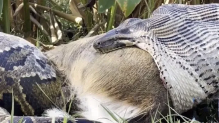 A cena foi presenciada por biólogos que documentaram a ação do animal em um estudo publicado na revista Reptiles & Amphibians.