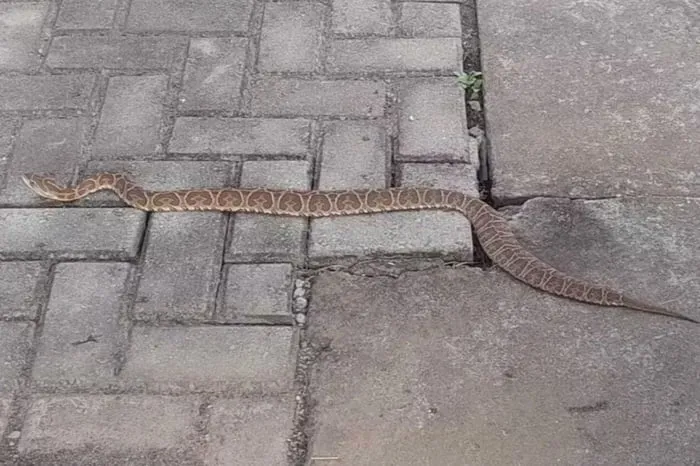 A cobra, da espécie cruzeira, foi encontrada na Escola Municipal Glenio Pinto