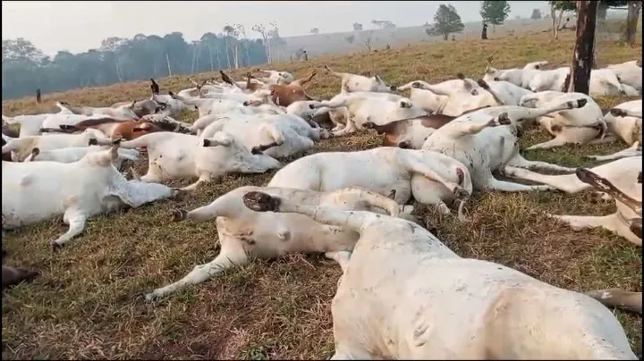 Animais morreram durante a noite de domingo (13)