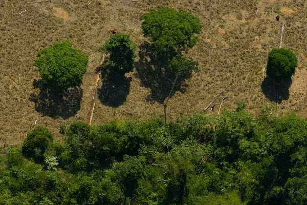 Desmatadores da Amazônia condenado