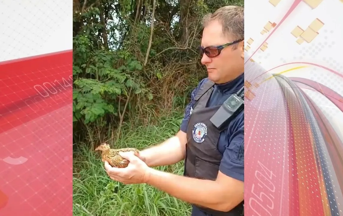 GM de Arapongas resgata ave silvestre em quintal de residência; vídeo