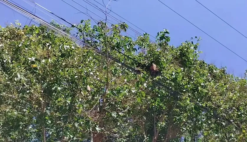 Macaco morreu eletrocutado no Jardim Marissol