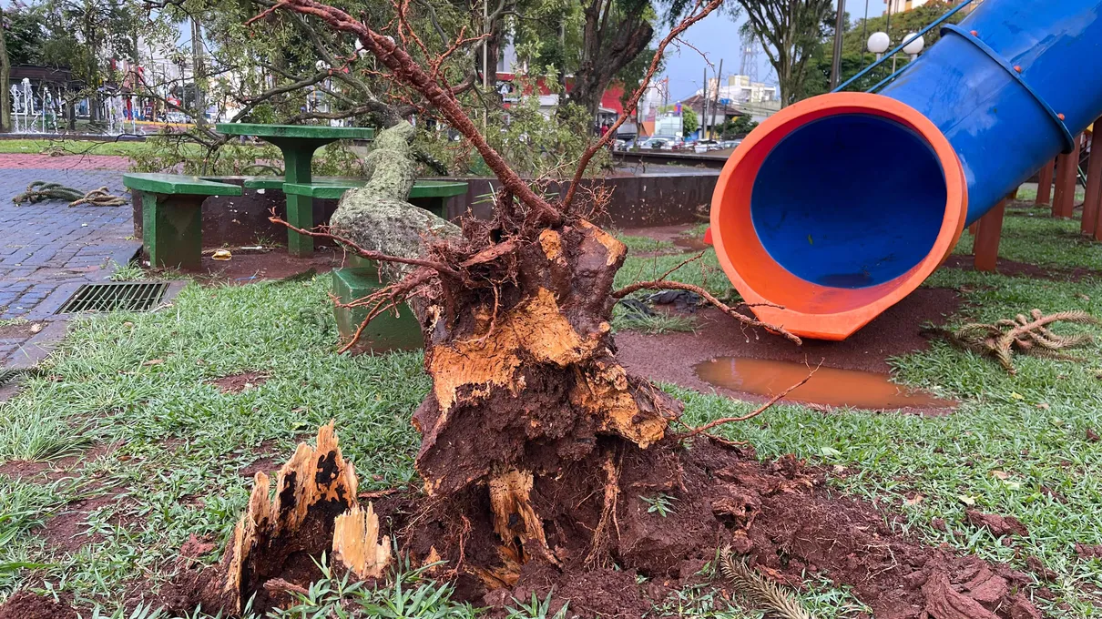 Na Praça Interventor Manoel Ribas (Praça do Redondo), uma árvore também foi derrubada pela força do vento