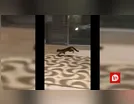 Felino ameaçado de extinção é flagrado pelas ruas de Jandaia do Sul