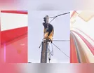 Tamanduá é resgatado após subir em poste em Manoel Ribas