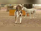 Discussão entre vizinhas após briga de cães termina em vias de fato