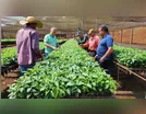 Prefeitura de Ivaiporã distribui mudas de café para agricultores