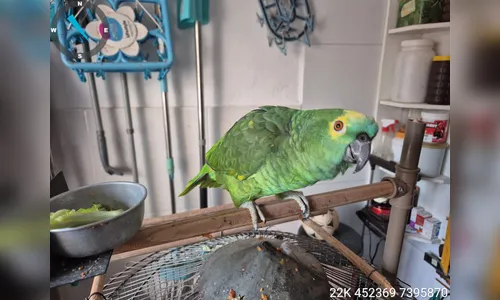 Polícia apreende ave mantida em cativeiro com documentação irregular