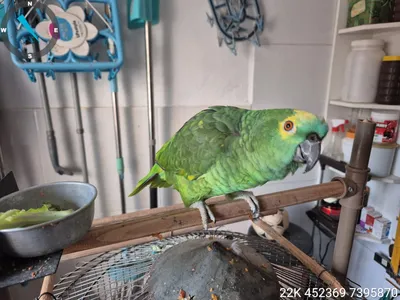 A ave foi encaminhada ao Instituto Água e Terra (IAT) de Londrina, responsável pelo cuidado e manejo de animais silvestres.