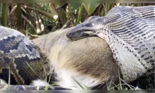 Cobra é flagrada engolindo um veado inteiro; veja