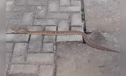 Cobra aparece e assusta eleitores e fiscais em seção de votação