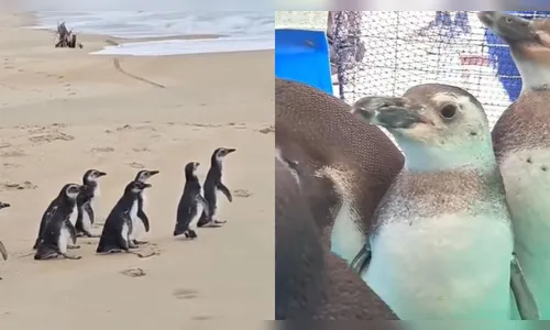 Pinguins resgatados voltam à natureza após reabilitação em SC