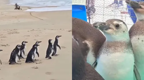 A espécie pinguins-de-magalhães, foram resgatadas pela R3 Animal