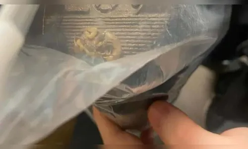 Estudante universitária encontra escorpião chinês dentro de encomenda