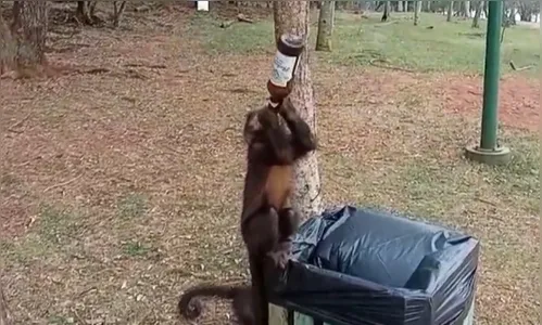 Macaco-prego é flagrado com garrafa de cerveja no PR; veja vídeo