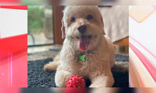 Cão morre eletrocutado ao tocar cabo e corpo fica na rua quase 30h