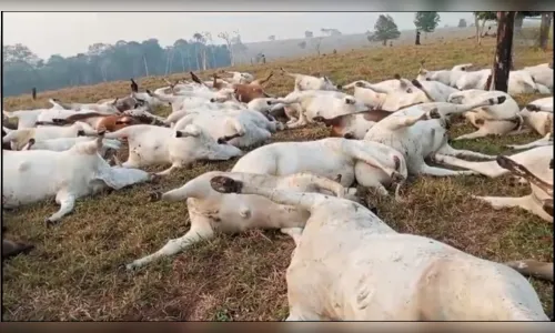 Raio mata quase 100 cabeças de gado e causa prejuízo de R$ 300 mil