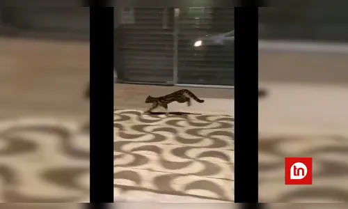 Felino ameaçado de extinção é flagrado pelas ruas de Jandaia do Sul