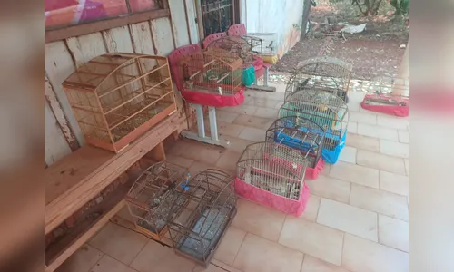 Mulher é presa com 10 coleirinhas e três trinca-ferros em Arapongas