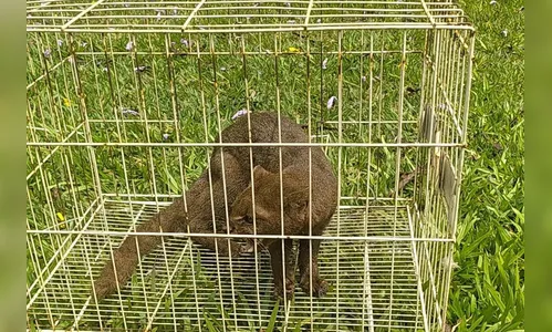 IAT devolve à natureza gato-mourisco resgatado em galinheiro