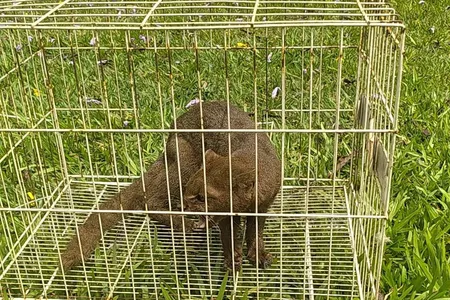 Após constatarem a saúde do animal, ele foi solto em uma floresta.