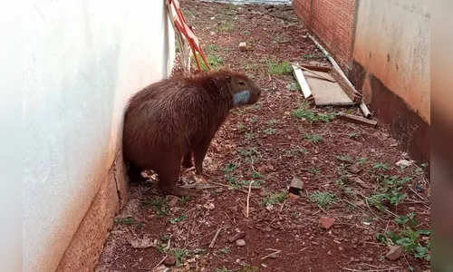 Capivara resgatada em Francisco Beltrão é devolvida à natureza