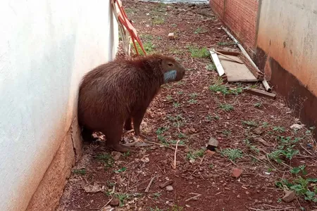 Após passar por tratamento veterinário, capivara voltou para a natureza nesta quarta-feira (9)