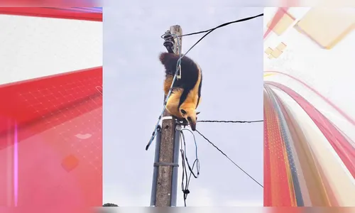 Tamanduá é resgatado após subir em poste em Manoel Ribas