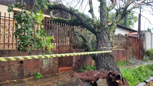 Árvore caiu sobre casa no centro