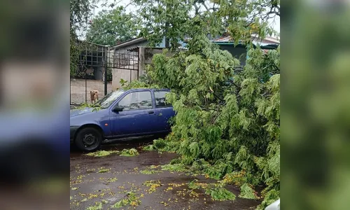 Árvore de grande porte cai e atinge carro durante chuva em Apucarana