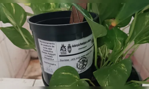 Apucarana instala armadilhas para monitorar mosquito da dengue