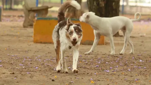 As vias de fato ocorreu após uma briga de cachorros das envolvidas