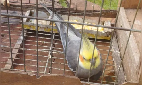 Caminhoneiro viajava com calopsita e foi socorrido por PMs na BR-376