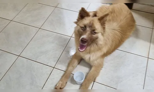 Cão aparece na Prefeitura de Apucarana e servidores procuram tutor