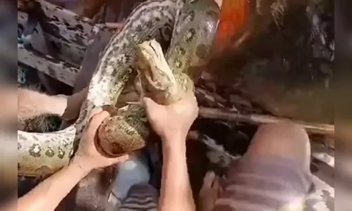 Homem escapa de ataque de sucuri após morder a cobra; veja vídeo