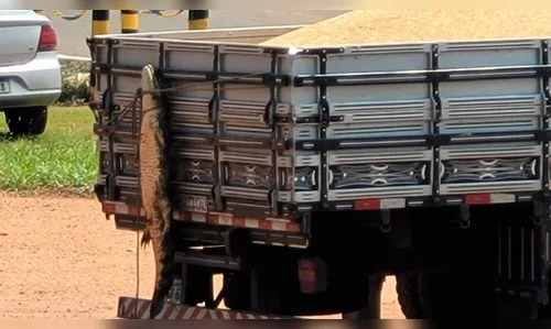 Homem é flagrado com jacaré vivo amarrado em traseira de veículo no MS