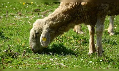 Catar abre mercado para carne de caprinos e ovinos do Brasil