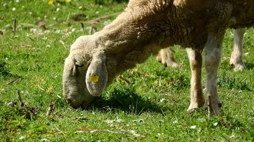 Catar poderá exportar carne