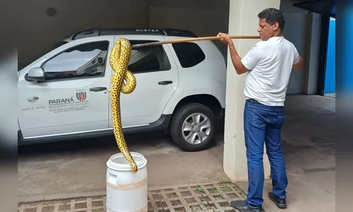 Jiboia encontrada no meio da rua é devolvida à natureza no Paraná