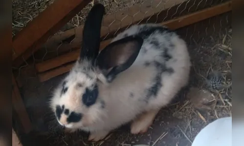 Coelha que sobreviveu a massacre de criança recebe novo nome