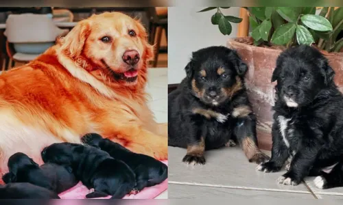 Shih Tzu engravida Golden Retriever em hotel para pets: 