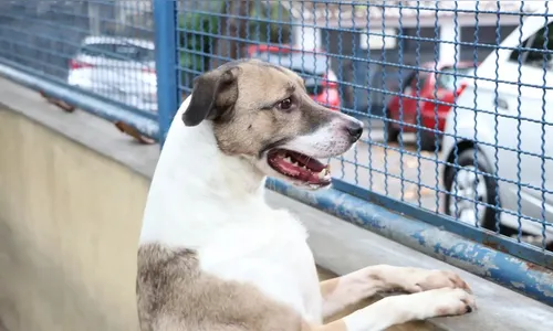 Seção eleitoral pode barrar eleitor acompanhado de pet; entenda
