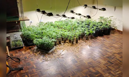PM descobre estufas com 327 pés de maconha no PR