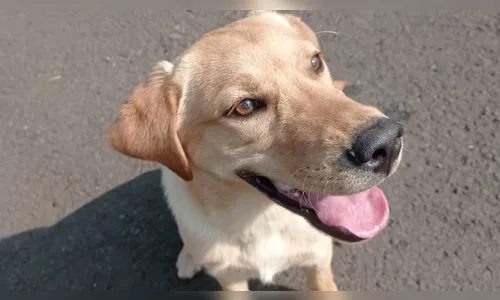 Canil do 10º BPM incorpora novo cachorro policial