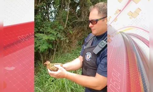 GM de Arapongas resgata ave silvestre em quintal de residência; vídeo