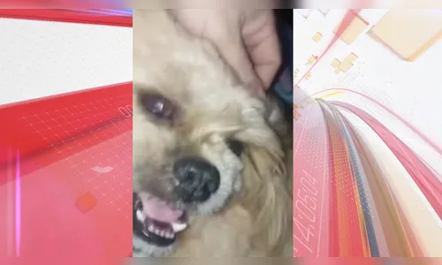 Gata e cachorra amamentam filhotes resgatados da rua no PR; assista