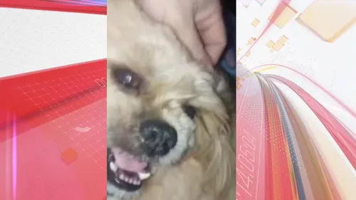 Gata e cachorra amamentam filhotes resgatados da rua no PR; assista